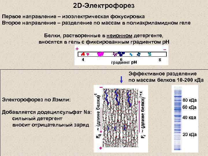 2 D-Электрофорез Первое направление – изоэлектрическая фокусировка Второе направление – разделение по массам в
