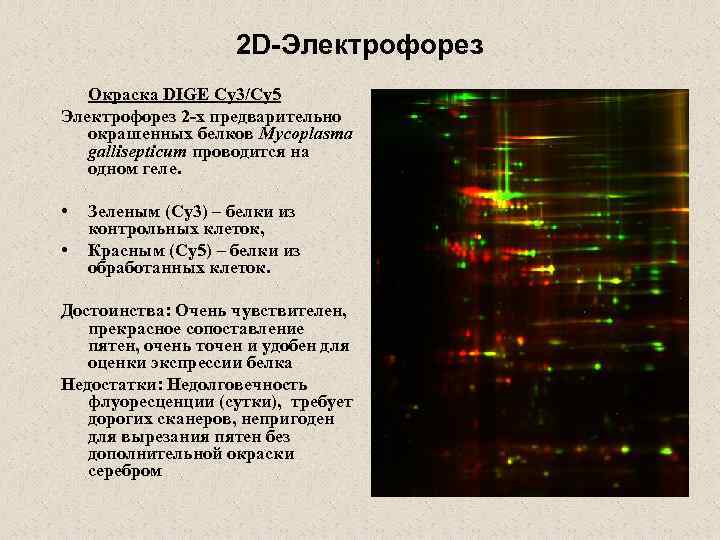 2 D-Электрофорез Окраска DIGE Cy 3/Cy 5 Электрофорез 2 -х предварительно окрашенных белков Mycoplasma