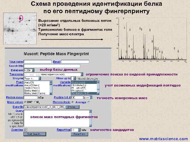 Схема проведения идентификации белка по его пептидному фингерпринту Вырезание отдельных белковых пятен (>20 нг/мм