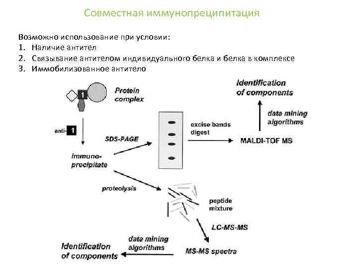 Совместная иммунопреципитация Возможно использование при условии: 1. Наличие антител 2. Связывание антителом индивидуального белка