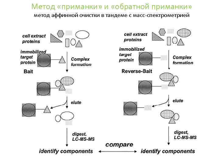 Метод «приманки» и «обратной приманки» метод аффинной очистки в тандеме с масс-спектрометрией 