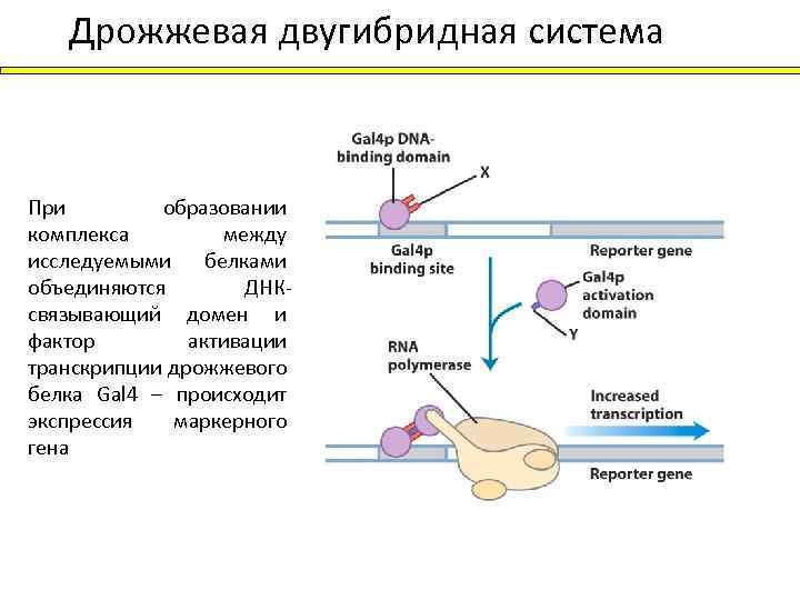 Дрожжевая двугибридная система При образовании комплекса между исследуемыми белками объединяются ДНКсвязывающий домен и фактор