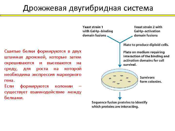 Дрожжевая двугибридная система Сшитые белки формируются в двух штаммах дрожжей, которые затем скрешиваются и