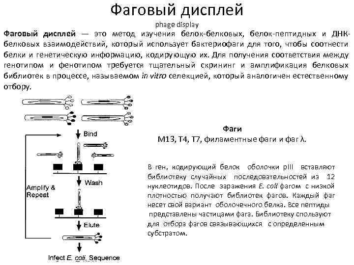 Фаговый дисплей phage display Фаговый дисплей — это метод изучения белок-белковых, белок-пептидных и ДНКбелковых