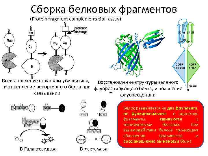 Сборка белковых фрагментов (Protein fragment complementation assay) Восстановление структуры убиквитина, Восстановление структуры зеленого и
