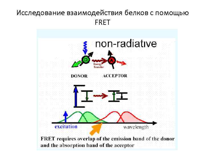 Исследование взаимодействия белков с помощью FRET 