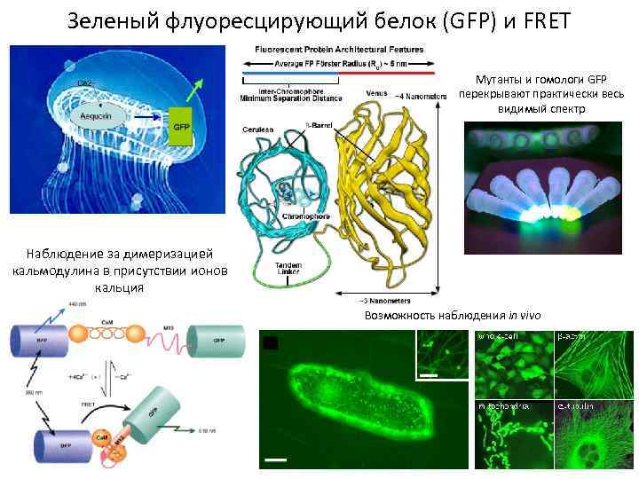 Зеленый флуоресцирующий белок (GFP) и FRET Мутанты и гомологи GFP перекрывают практически весь видимый