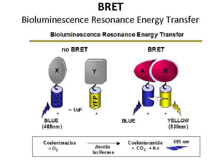 BRET Bioluminescence Resonance Energy Transfer 