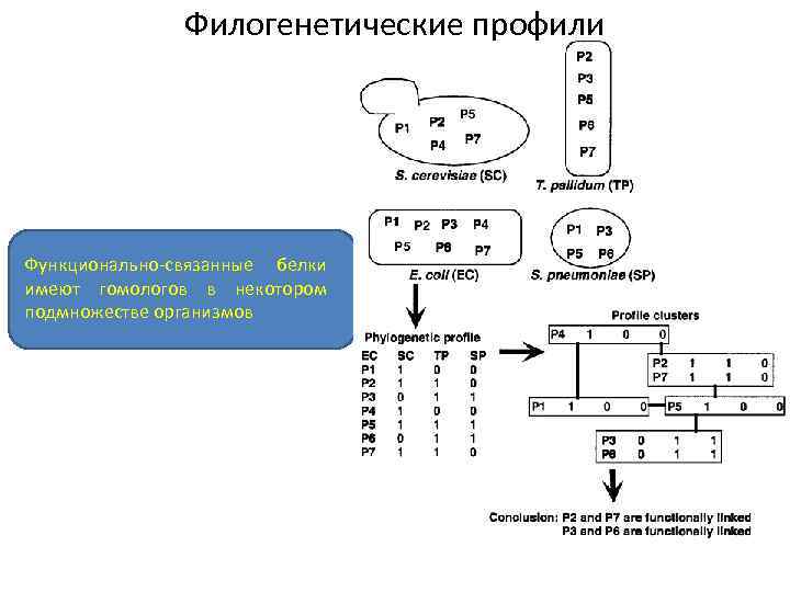 Филогенетические профили Функционально-связанные белки имеют гомологов в некотором подмножестве организмов 