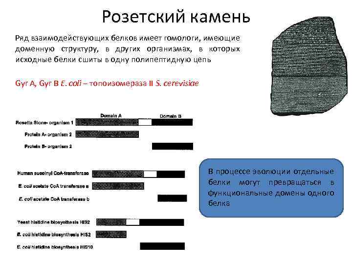 Розетский камень Ряд взаимодействующих белков имеет гомологи, имеющие доменную структуру, в других организмах, в