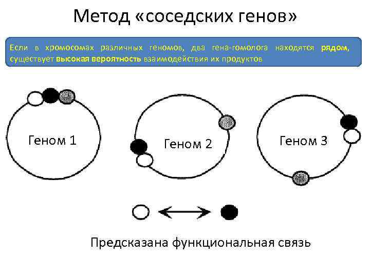 Метод «соседских генов» Если в хромосомах различных геномов, два гена-гомолога находятся рядом, существует высокая
