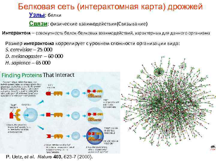 Белковая сеть (интерактомная карта) дрожжей Узлы: белки Связи: физические взаимодействия(Связывание) Интерактом – совокупность белок-белковых