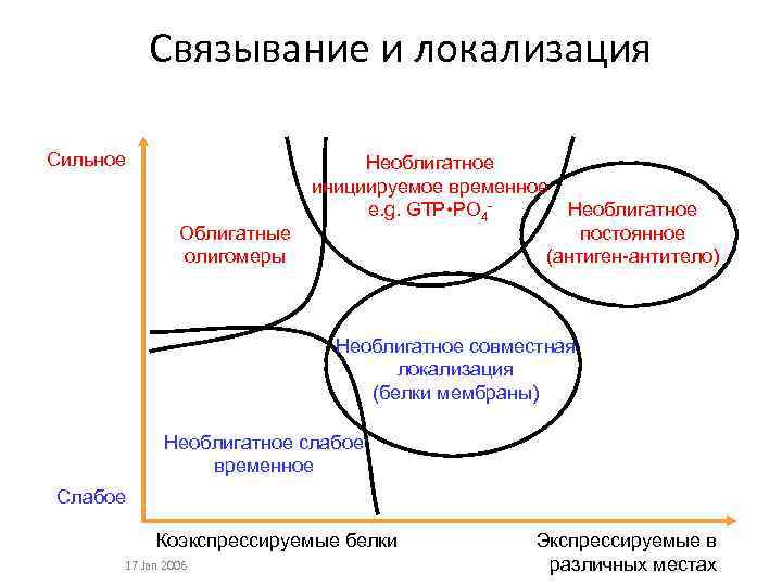 Связывание и локализация Сильное Облигатные олигомеры Необлигатное инициируемое временное e. g. GTP • PO