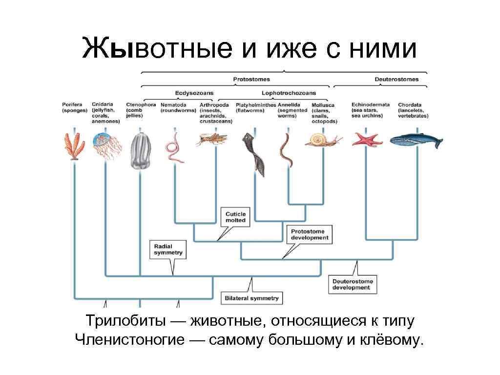 Жывотные и иже с ними Трилобиты — животные, относящиеся к типу Членистоногие — самому