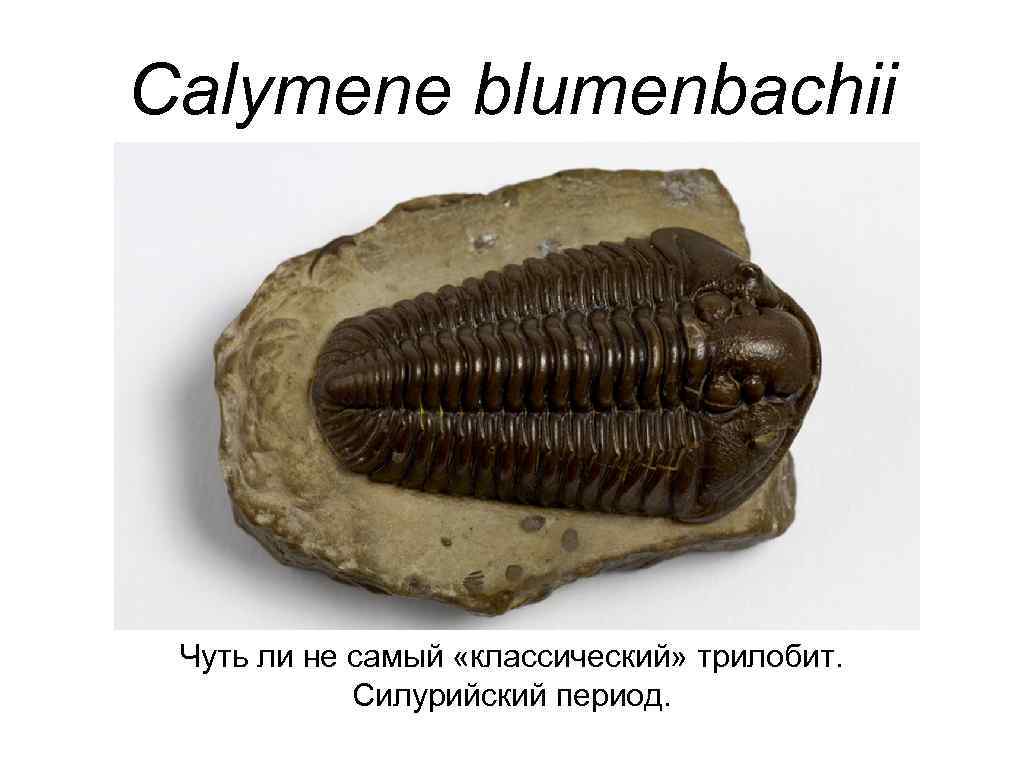 Calymene blumenbachii Чуть ли не самый «классический» трилобит. Силурийский период. 