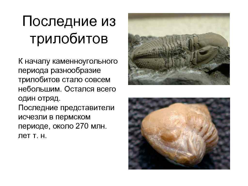 Последние из трилобитов К началу каменноугольного периода разнообразие трилобитов стало совсем небольшим. Остался всего