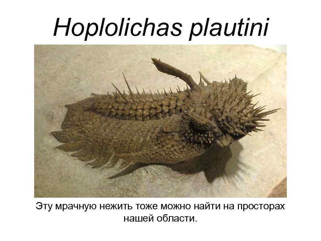 Hoplolichas plautini Эту мрачную нежить тоже можно найти на просторах нашей области. 