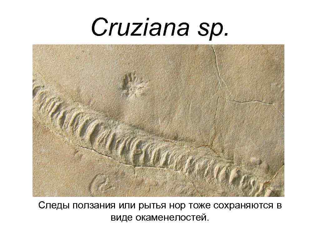 Cruziana sp. Следы ползания или рытья нор тоже сохраняются в виде окаменелостей. 