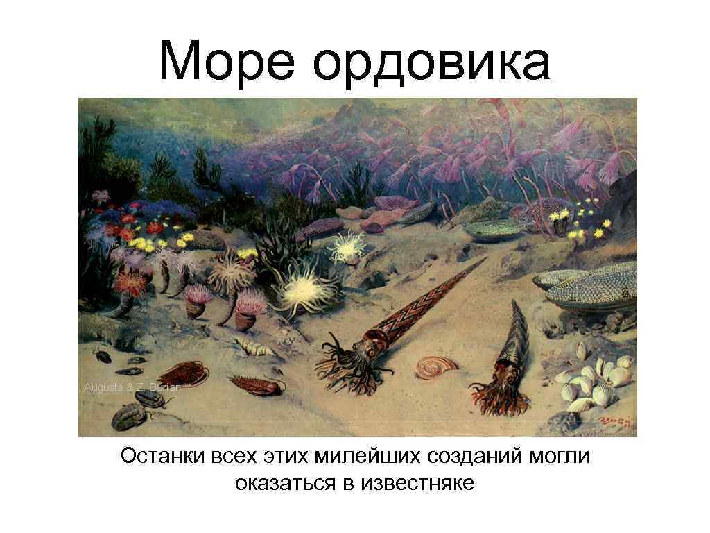 Море ордовика Останки всех этих милейших созданий могли оказаться в известняке 