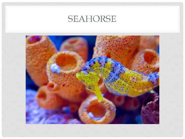 SEAHORSE 