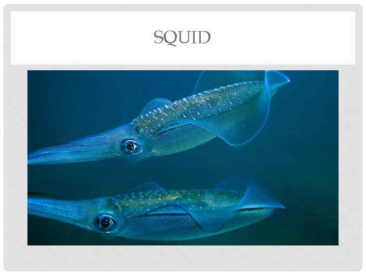 SQUID 