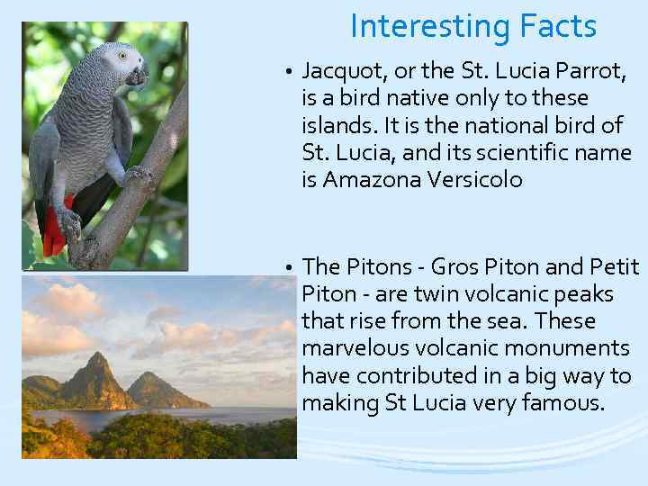  Interesting Facts • Jacquot, or the St. Lucia Parrot, is a bird native