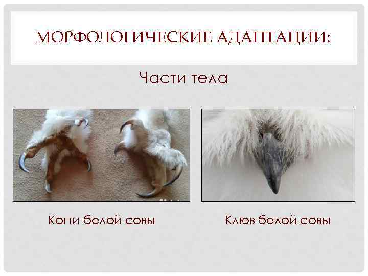 МОРФОЛОГИЧЕСКИЕ АДАПТАЦИИ: Части тела Когти белой совы Клюв белой совы 