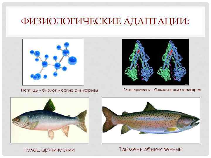 ФИЗИОЛОГИЧЕСКИЕ АДАПТАЦИИ: Пептиды - биологические антифризы Голец арктический Гликопротеины – биологические антифризы Таймень обыкновенный