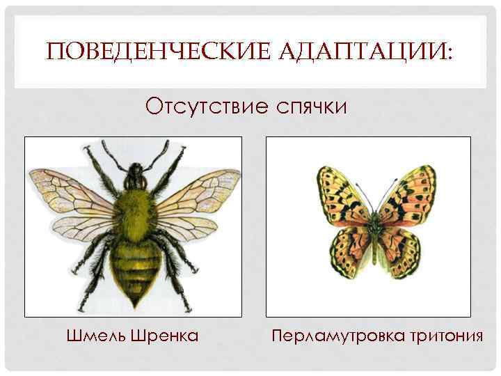 ПОВЕДЕНЧЕСКИЕ АДАПТАЦИИ: Отсутствие спячки Шмель Шренка Перламутровка тритония 