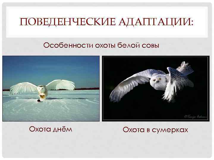 ПОВЕДЕНЧЕСКИЕ АДАПТАЦИИ: Особенности охоты белой совы Охота днём Охота в сумерках 