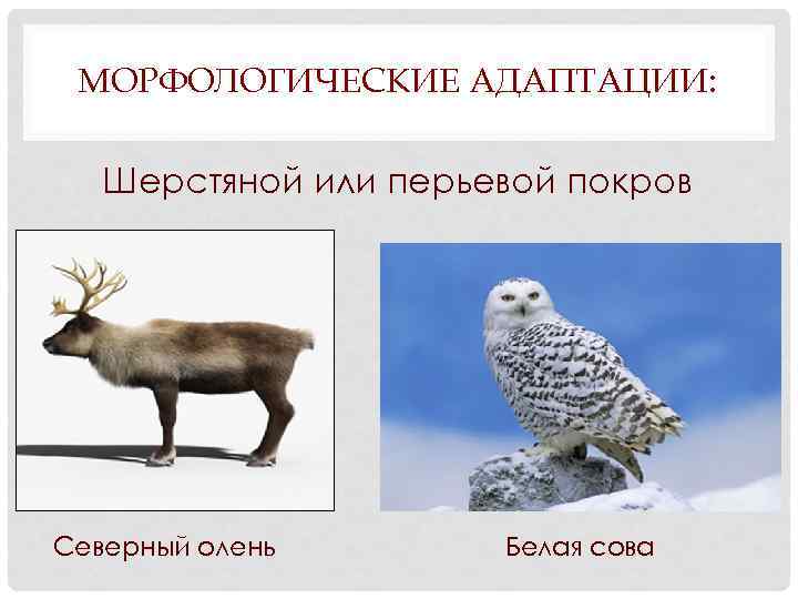 МОРФОЛОГИЧЕСКИЕ АДАПТАЦИИ: Шерстяной или перьевой покров Северный олень Белая сова 