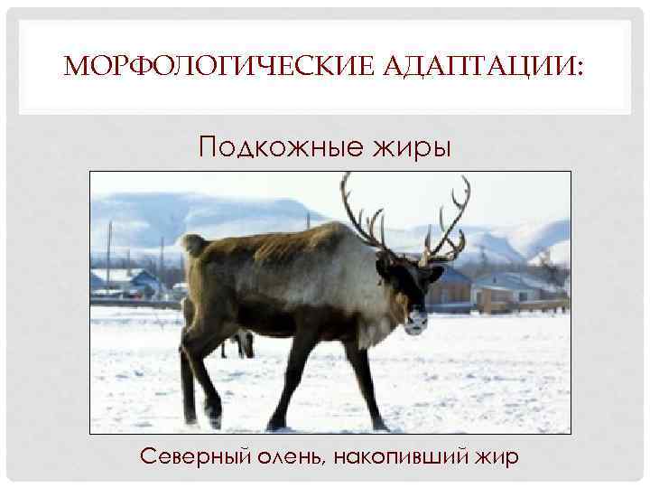 МОРФОЛОГИЧЕСКИЕ АДАПТАЦИИ: Подкожные жиры Северный олень, накопивший жир 