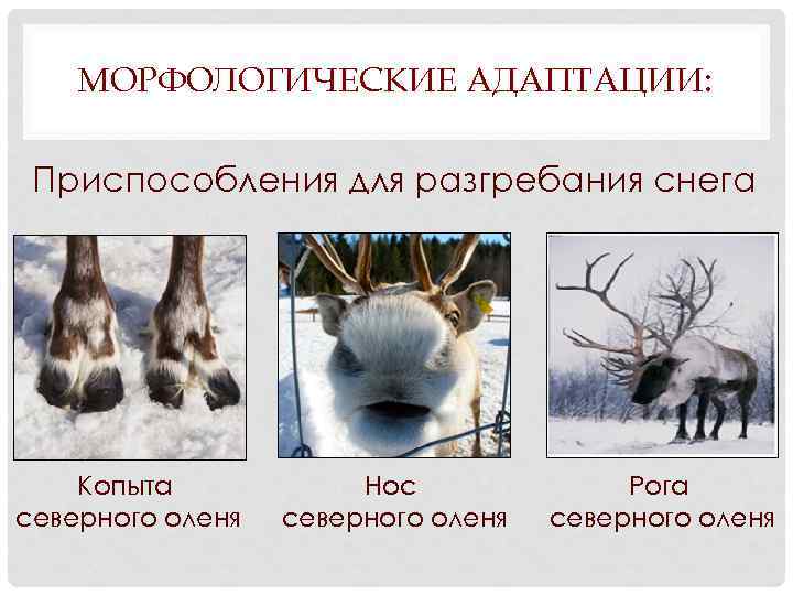 МОРФОЛОГИЧЕСКИЕ АДАПТАЦИИ: Приспособления для разгребания снега Копыта северного оленя Нос северного оленя Рога северного