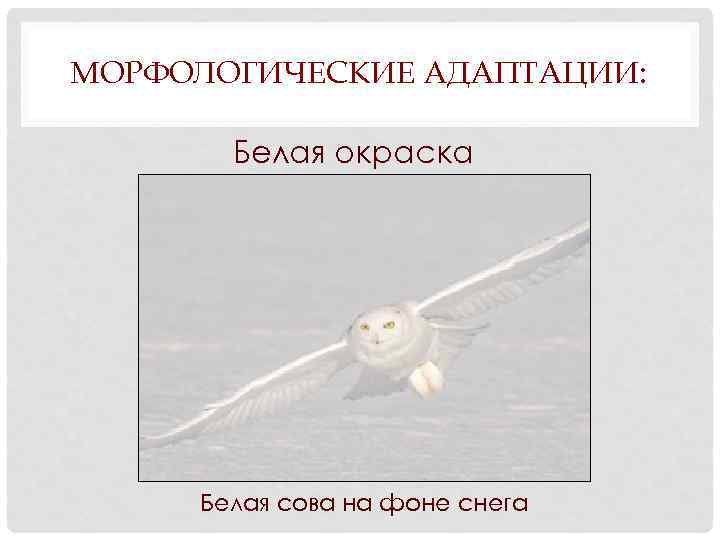 МОРФОЛОГИЧЕСКИЕ АДАПТАЦИИ: Белая окраска Белая сова на фоне снега 