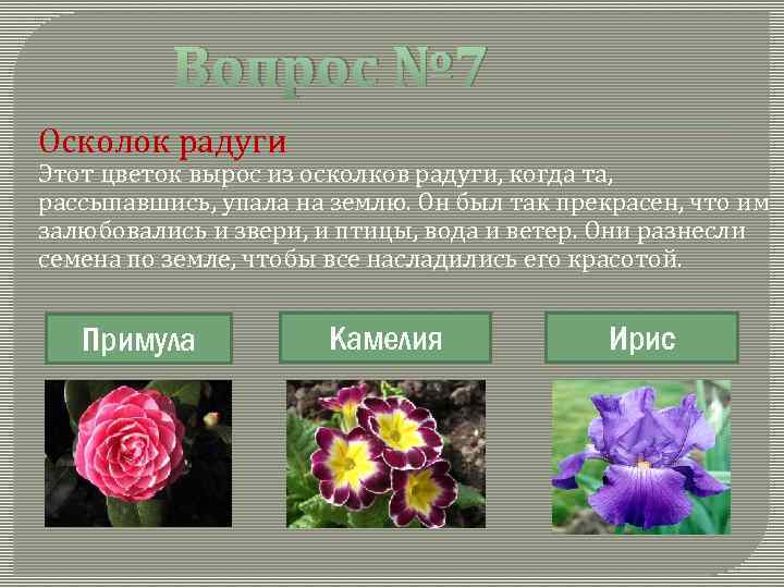 Вопрос № 7 Осколок радуги Этот цветок вырос из осколков радуги, когда та, рассыпавшись,