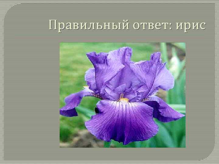 Правильный ответ: ирис 