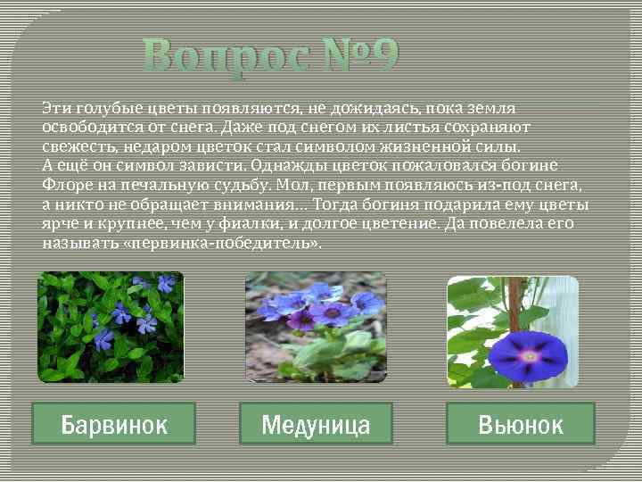 Как появляются цветы. Барвинок Легенда о цветке. Стихи про цветок Барвинок. Барвинок малый фото и описание. Барвинок краткий рассказ для детей.