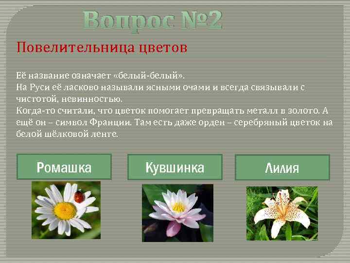 Вопрос № 2 Повелительница цветов Её название означает «белый-белый» . На Руси её ласково