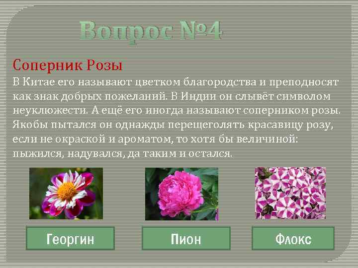 Вопрос № 4 Соперник Розы В Китае его называют цветком благородства и преподносят как