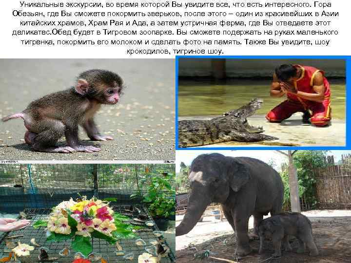Уникальные экскурсии, во время которой Вы увидите все, что есть интересного. Гора Обезьян, где