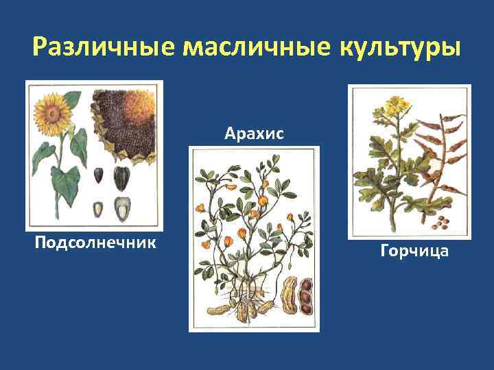 Различные масличные культуры Арахис Подсолнечник Горчица 