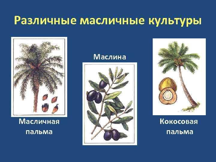 Различные масличные культуры Маслина Масличная пальма Кокосовая пальма 