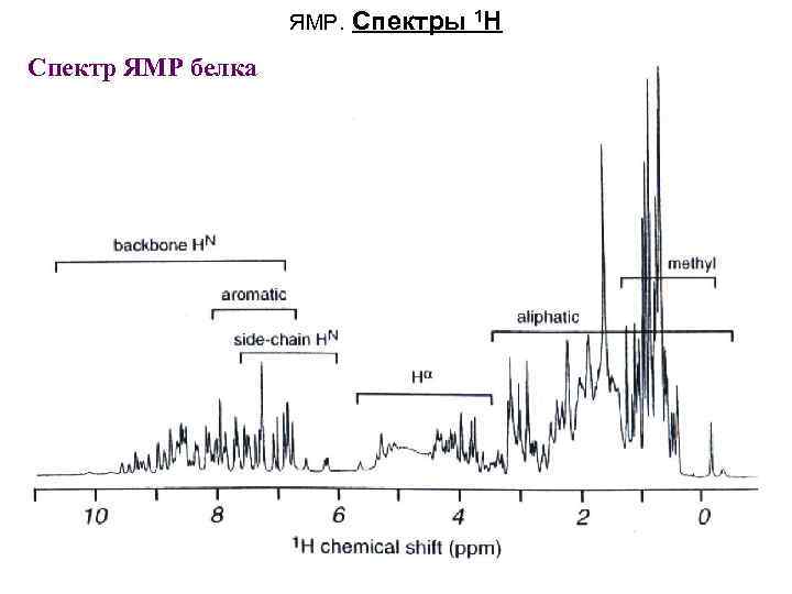 ЯМР. Спектр ЯМР белка Спектры 1 H 