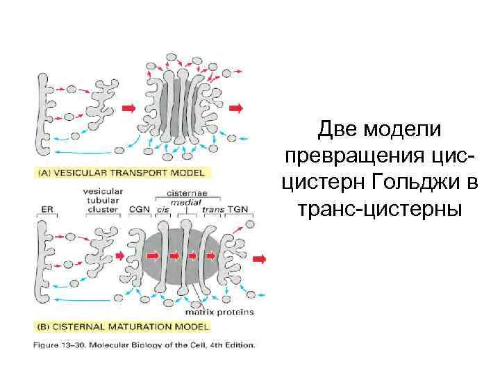 Две модели превращения цисцистерн Гольджи в транс-цистерны 