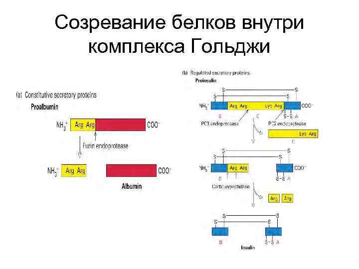 Созревание белков внутри комплекса Гольджи 