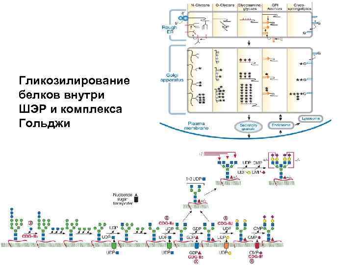 Гликозилирование белков внутри ШЭР и комплекса Гольджи 