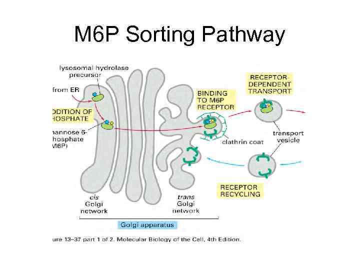 M 6 P Sorting Pathway 