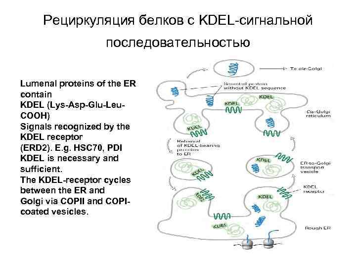 Рециркуляция белков с KDEL-сигнальной последовательностью Lumenal proteins of the ER contain KDEL (Lys-Asp-Glu-Leu. COOH)