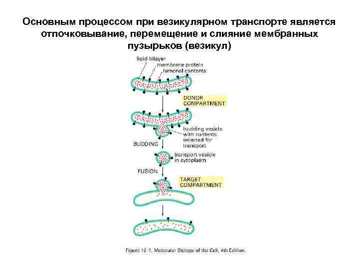 Основным процессом при везикулярном транспорте является отпочковывание, перемещение и слияние мембранных пузырьков (везикул) 