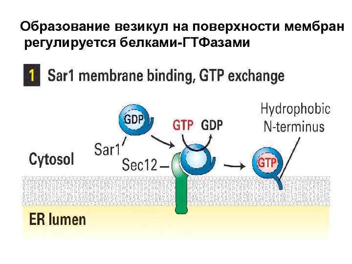 Образование везикул на поверхности мембран регулируется белками-ГТФазами 